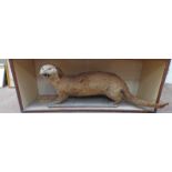 STUFFED OTTER IN MAHOGANY FRAMED CASE LENGTH OF CASE 110 CM Condition Report:
