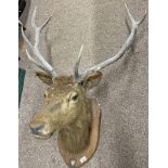8 POINT TAXIDERMY STAGS HEAD ON A WOODEN SHIELD,