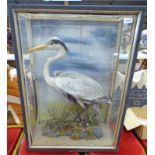 LATE 19TH / EARLY 20TH CENTURY GLAZED TAXIDERMY STUDY OF A EGRET ON FAUX FOLIAGE