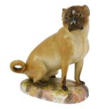 A Meissen Porcelain Figure of a Pug, late 19th century, naturalistically modelled and painted