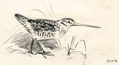 Eileen Soper RMS, SWLA (1905-1990) "Snipe" Pencil and charcoal with bodycolour, 9cm by 16cm