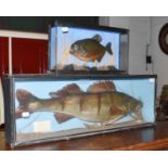 ~Taxidermy: A Cased Zander and Cased Pirahna, a full mount reproduction specimen of a Zander, set