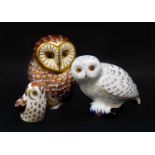 Royal Crown Derby Imari paperweights; Snowy Owl, Owlet and another Owl (gold stoppers) (3)