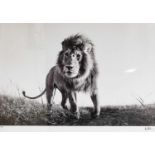 Anup Shah (Contemporary) Kenyan"Hunter"Signed and numbered 3/15 A/P, giclee print, 51cm by