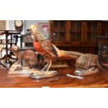 Taxidermy: A full mount Golden Pheasant, adult cockbird, a female full mount female Willow Grouse,