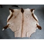 Hides/Skins: Gemsbok Oryx Hide (Oryx gazella gazella) adult skin rug with shortened limbs