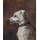 Alice Van Heddeghem (fl. 1906-1927) Dutch Study of a Jack Russell in profile Signed oil on canvas,