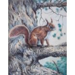 David Cemmick (b. 1955) "Red squirrel evening light" Signed watercolour dated 1980, 22cm by 17.