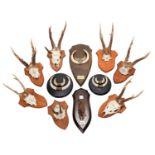 Antlers/Horns/Tusks: European Roebuck, Wildboar & Chamois, circa late 20th century, six sets of