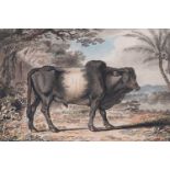 John Collett (c.1725-1780)"An East Indian Buffalo"Inscribed with title to reverse of original mount,