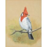 David Morrison Reid Henry (1919-1977)Red Crested Cardinal Signed, gouache, together with a further