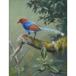 David Morrison Reid Henry (1919-1977)Ceylon Blue MagpieSigned, gouache, 22.5cm by 17.5cmIn a broadly