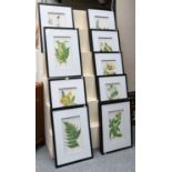 A group of decorative botanical prints (12)