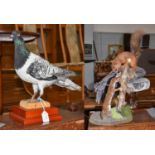 Taxidermy: A Racing Pigeon, Weasel and Red Squirrel, circa late 20th century, a full mount adult