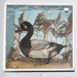 Taxidermy: A Late Victorian Cased Lesser Scaup Duck (Aythya affinis), circa 1880-1900, a full