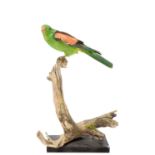 Taxidermy: Red-winged Parrot (Aprosmictus erythropterus), circa early-mid 20th century, a full mount