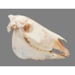 Skulls/Anatomy: Burchell's Zebra Skull (Equus quagga), modern, South Africa, complete bleached