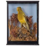 Taxidermy: A Late Victorian Cased Canary (Serinus canaria domestica), dated 1891, a full mount adult