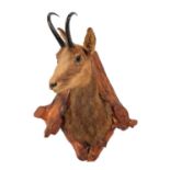 Taxidermy: Alpine Chamois (Rupicapra rupicapra), circa late 20th century, adult male shoulder