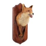 Taxidermy: A Red Fox Forepart (Vulpes vulpes) circa late 20th century, by Trevor Goostrey,