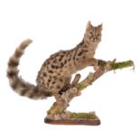 Taxidermy: A Common Genet (Genetta genetta), circa late 20th century, a full mount adult with head