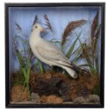 Taxidermy: A Late Victorian Cased Juvenile Slender-Billed Gull (Chroicocephalus genei), by Edward