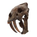 Natural History: A Replica Smilodon Skull (†Smilodon populator), a replica skull of Smilodon cat,