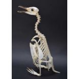 Skeletons/Anatomy: A Megellanic Penguin Skeleton (Spheniscus magellanicus), circa late 20th-early