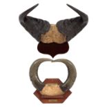 Antlers/Horns: Cape Buffalo & African Forest Buffalo Horns, circa early 20th century, a pair of