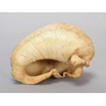 National History: A Whale Ear Drum, circa late 19th-early 20th century, probably a Sperm Whale ear