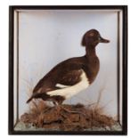 Taxidermy: A Cased Tufted Duck (Aythya fuligula), circa early 20th century, a full mount adult drake