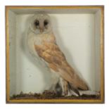 Taxidermy: A Victorian Cased Barn Owl (Tito alba), a full mount adult with head turning to the left,