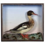 Taxidermy: A Late Victorian Cased Red-Breasted Merganser (Mergus serrator), circa 1880-1900, a