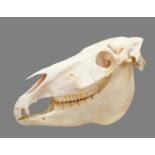 Skulls/Anatomy: Burchell's Zebra Skull (Equus quagga), modern, South Africa, complete bleached