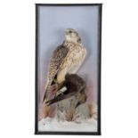 Taxidermy: A Cased Gyr Falcon (Falco rusticolus), circa late 21st century, a high quality large full