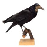 Taxidermy, Rook (Corvus frugilegus), dated 1911, by Dr James Harrison, Sevenoaks, Kent, a full mount