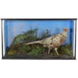 Taxidermy: A Cased Piebald Ring-necked Pheasant (Phasianus colchicus), circa 1880-1900, attributed