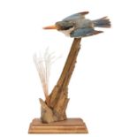 Taxidermy: Collared Kingfisher (Todiramphus chloris), circa early 20th century, a full mount adult