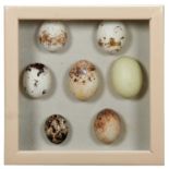 Natural History: A Collection of Faux Birds Of Prey Eggs, a hand-painted collection of seven various