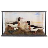 Taxidermy: A Cased Pair of Common Shelducks (Tadorna tadorna), circa early 20th century, a pair of