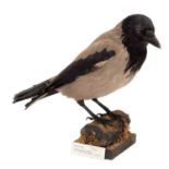 Taxidermy: Hooded Crow (Corvus cornix), dated 1930, a full mount adult male with head turning