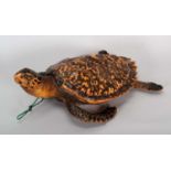 Taxidermy: Hawksbill Sea Turtle (Eretmochelys imbricata), circa 1900-1920, a juvenile full mount