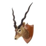 Taxidermy: Indian Blackbuck (Antilope cervicapra), circa 1920-1930, an adult buck head mount looking