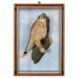 Taxidermy: A Wall Cased European Kestrel (Falco tinnunculus), dated 1993, by David Astley,