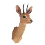 Taxidermy: South African Steenbok (Raphicerus campestris campestris), circa 1970-1980, South Africa,
