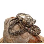 Taxidermy: A Corn Snake (Pantherophis guttatus), modern, by Adrian Johnstone, Taxidermy, Gainford,