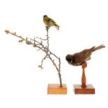 Taxidermy: A Siskin & Redwing, circa early 20th century, by Dr James Harrison, Sevenoaks, Kent, a