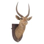 Taxidermy: Common Waterbuck (Kobus ellipsiprymnus), dated 1901, White Nile, Africa, an adult male