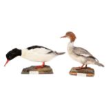 Taxidermy: A Red-Breasted Merganser & Goosander, dated 1938 & 1940, a full mount adult female Red-