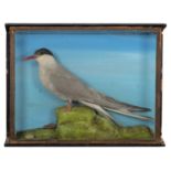 Taxidermy: A Late Victorian Cased Arctic Tern (Sterna paradisaea), a full mount adult in summer